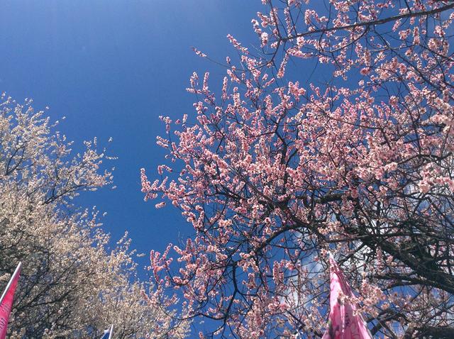 3月想去林芝看桃花求线路和相关介绍攻略（林芝旅游3月攻略）