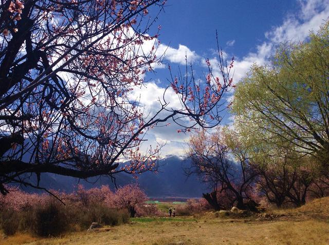 3月想去林芝看桃花求线路和相关介绍攻略（林芝旅游3月攻略）