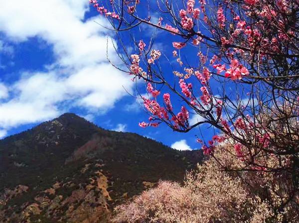 3月想去林芝看桃花求线路和相关介绍攻略（林芝旅游3月攻略）