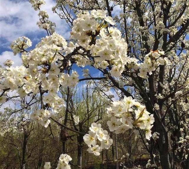 3月想去林芝看桃花求线路和相关介绍攻略（林芝旅游3月攻略）