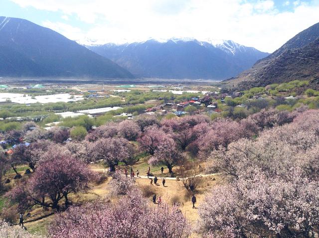 3月想去林芝看桃花求线路和相关介绍攻略（林芝旅游3月攻略）